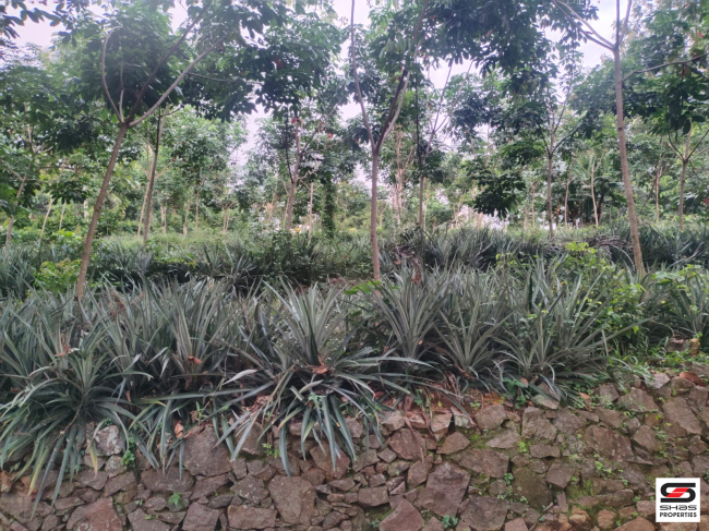 Land for sale in Mallapally, Pathanamthitta