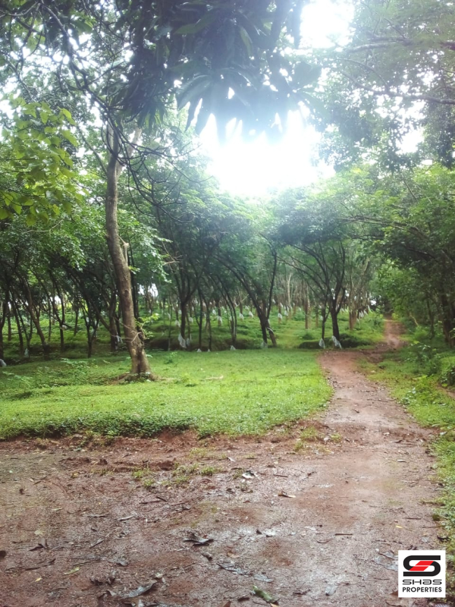 Rubber plot for sale in Peringode, Palakkad