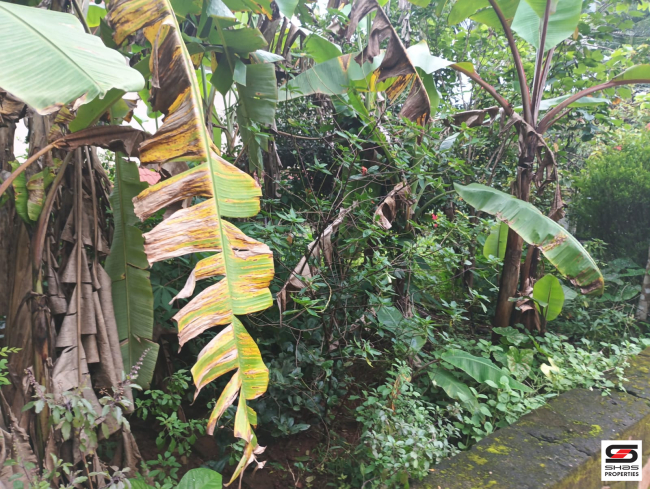 Land with house for sale in Vadanamkurussi, Palakkad