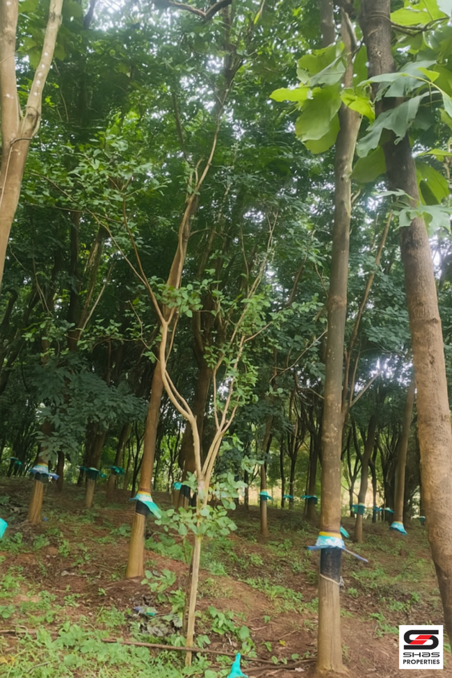 Rubber plot for sale in Palamokku, Palakkad