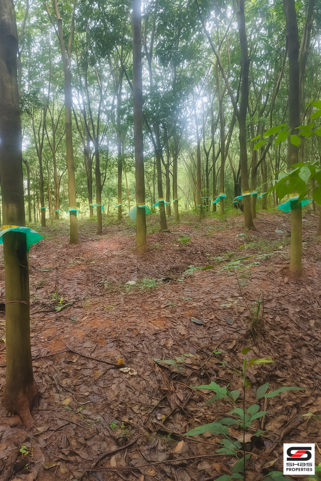 Rubber plot for sale in Palamokku, Palakkad