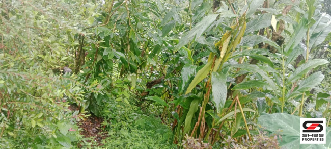 Farmland for sale near Vagamon, Idukki