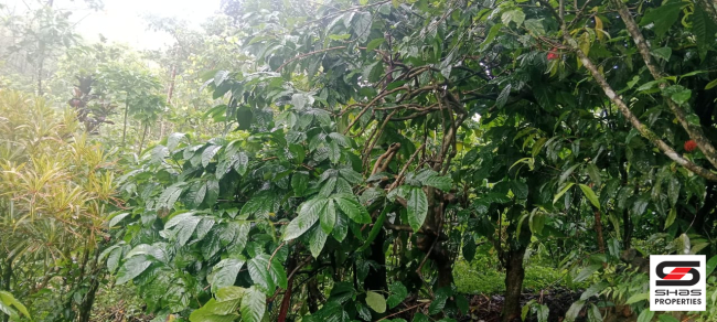 Farmland for sale near Vagamon, Idukki