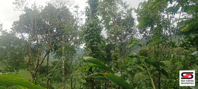 Farmland for sale near Vagamon, Idukki
