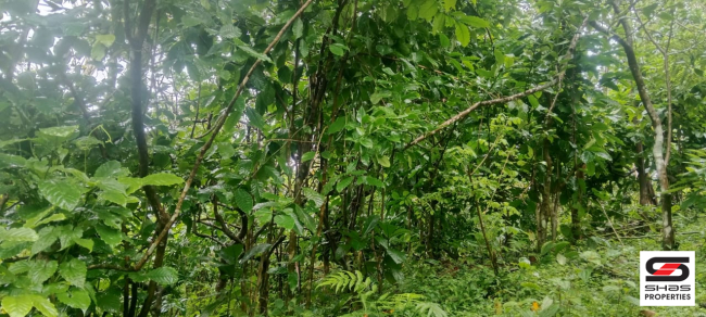 Farmland for sale near Vagamon, Idukki
