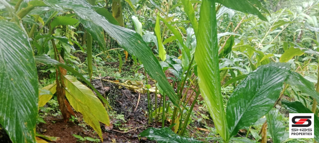 Farmland for sale near Vagamon, Idukki