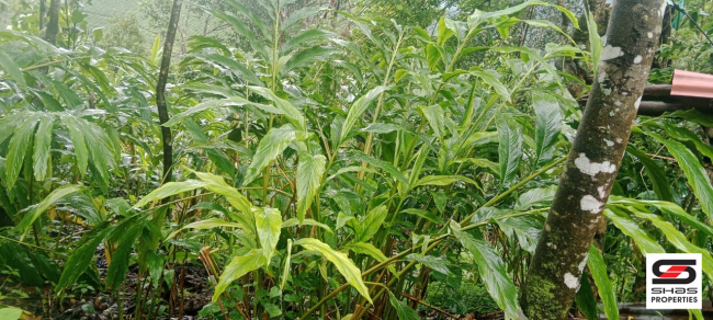 Farmland for sale near Vagamon, Idukki