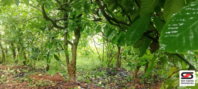 Farmland for sale near Vagamon, Idukki