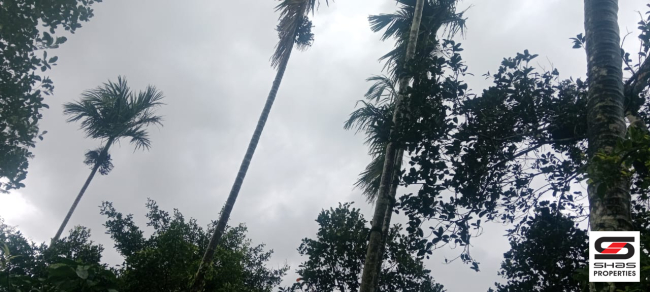 Farmland for sale near Vagamon, Idukki