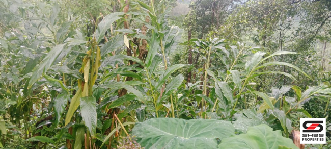 Farmland for sale near Vagamon, Idukki