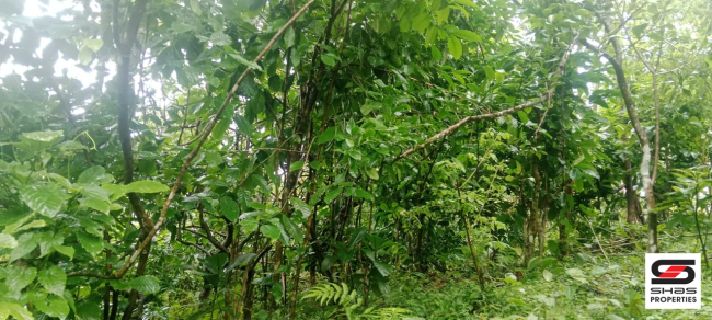 Farmland for sale near Vagamon, Idukki