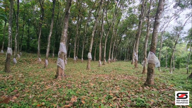 Land with house for sale near Pazhayannur, Thrissur