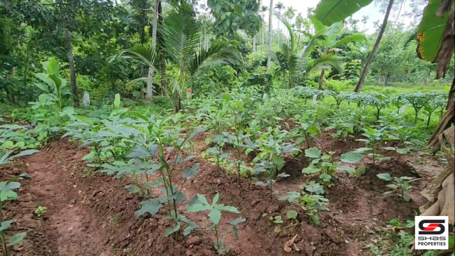 Land with house for sale near Pazhayannur, Thrissur