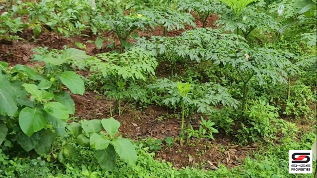 Land with house for sale near Pazhayannur, Thrissur