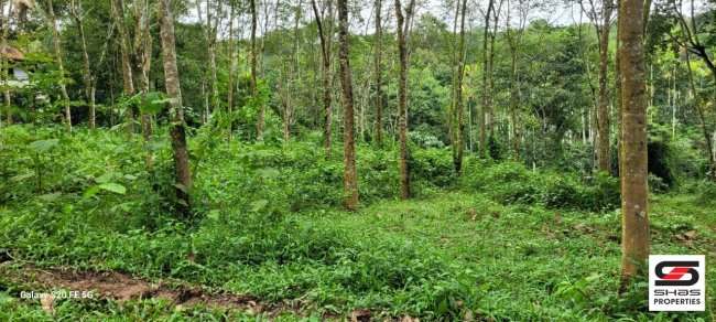 House plots for sale in Nadavayal, Wayanad