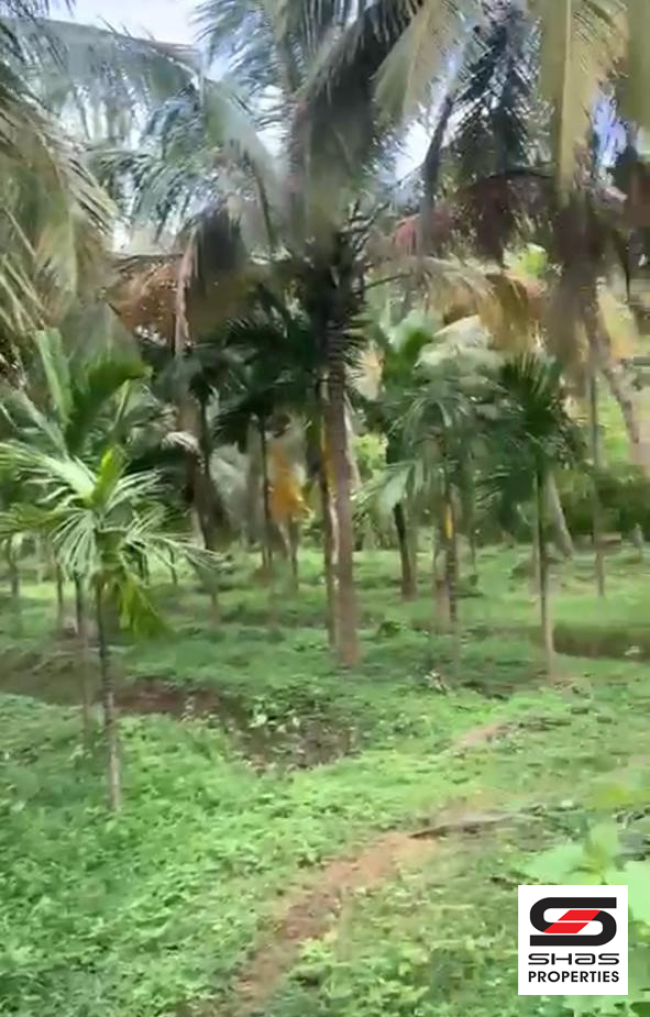 Mango farm for sale in Vilayodi, Palakkad