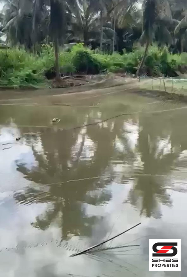 Mango farm for sale in Vilayodi, Palakkad