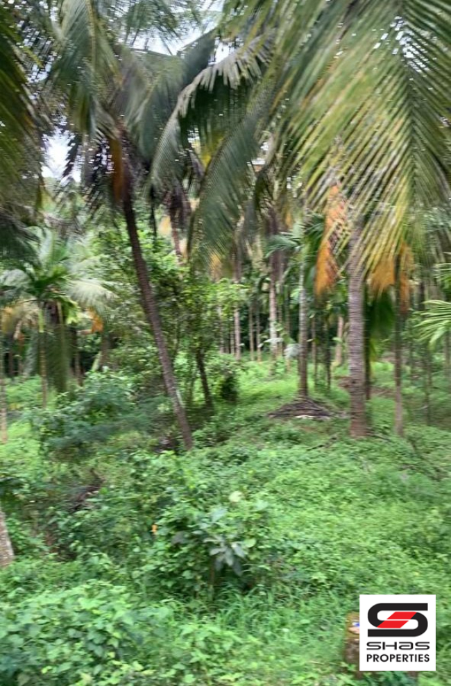Mango farm for sale in Vilayodi, Palakkad