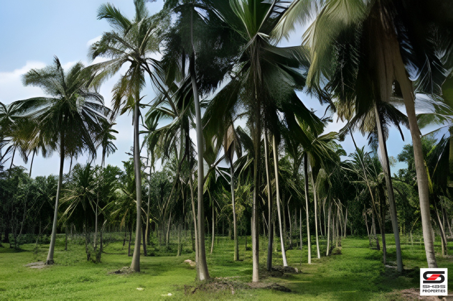 Mango farm for sale in Vilayodi, Palakkad