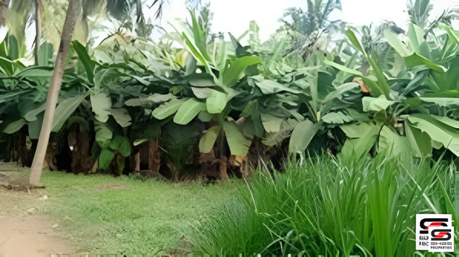 Mango farm for sale in Vilayodi, Palakkad