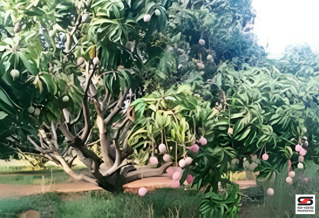 Mango farm for sale in Vilayodi, Palakkad