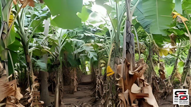 Mango farm for sale in Vilayodi, Palakkad