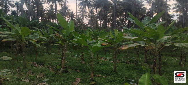 Farmland with house for sale near Gopalapuram, Palakkad