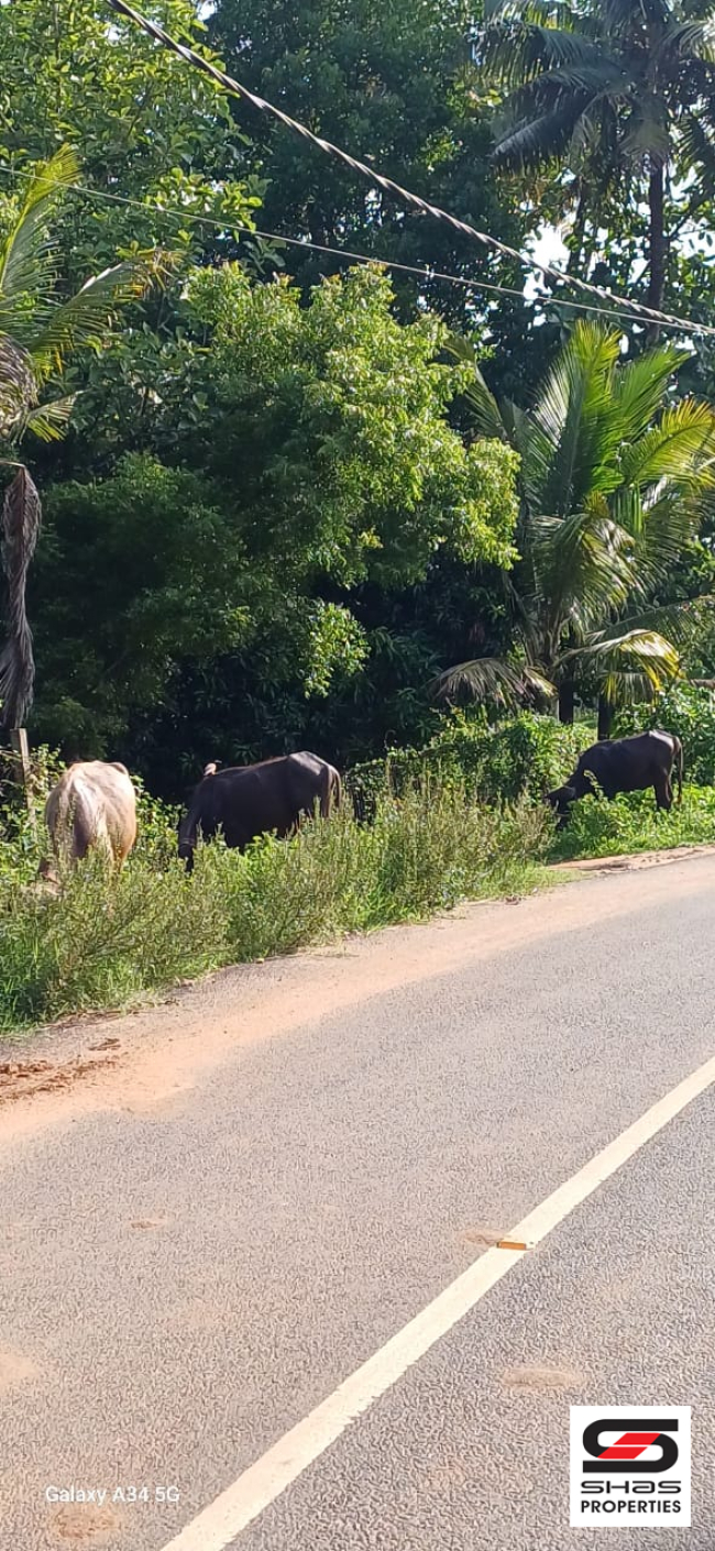 Farmland with house for sale near Gopalapuram, Palakkad