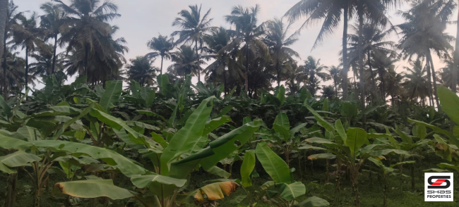 Farmland with house for sale near Gopalapuram, Palakkad