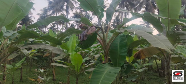 Farmland with house for sale near Gopalapuram, Palakkad