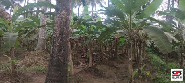 Farmland with house for sale near Gopalapuram, Palakkad