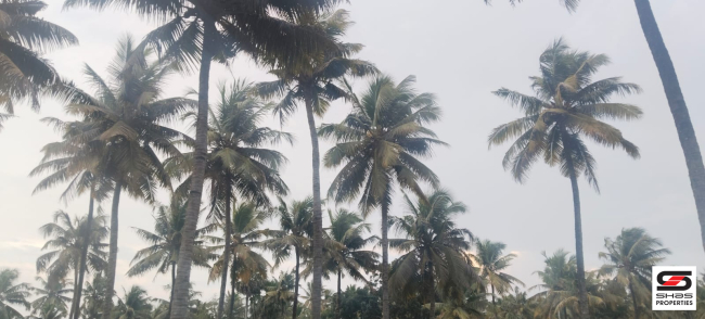 Farmland with house for sale near Gopalapuram, Palakkad