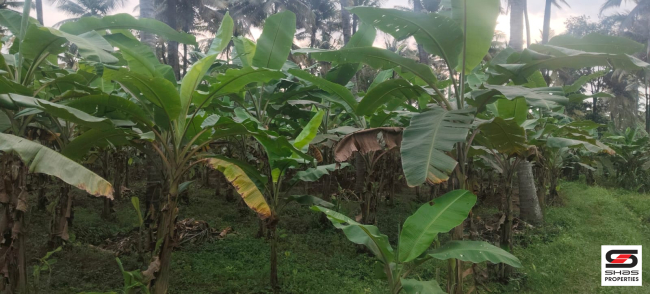 Farmland with house for sale near Gopalapuram, Palakkad