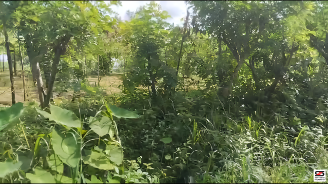 Land for sale near Kuthuparamba, Kannur