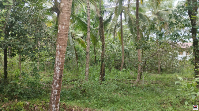 Agricultural land for sale in Koothuparamba, Kannur