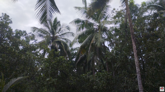 Agricultural land for sale in Koothuparamba, Kannur