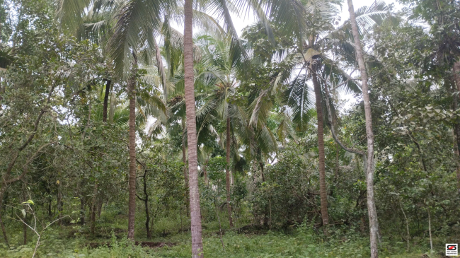 Agricultural land for sale in Koothuparamba, Kannur