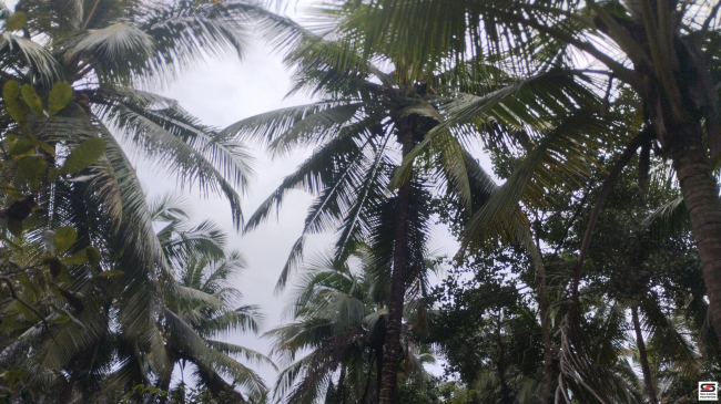 Agricultural land for sale in Koothuparamba, Kannur