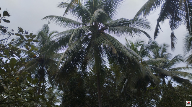 Agricultural land for sale in Koothuparamba, Kannur