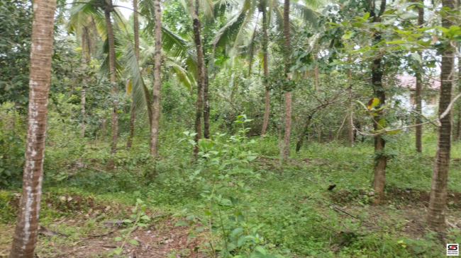 Agricultural land for sale in Koothuparamba, Kannur