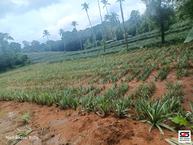 House plot for sale in Muvattupuzha, Kochi