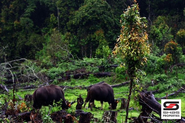 Resort land for sale in Vattavada, Idukki