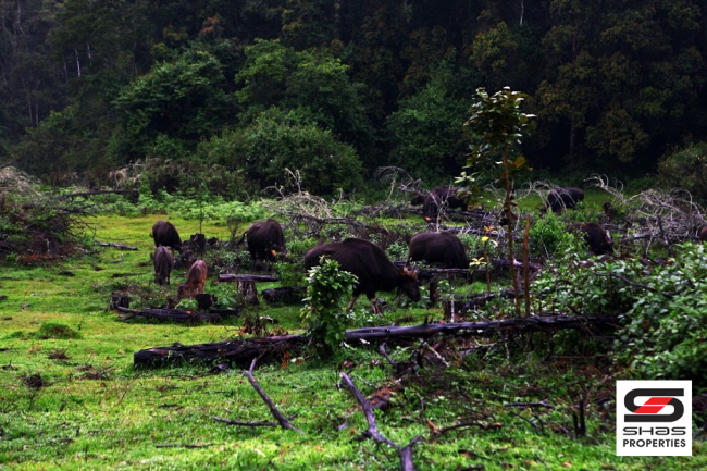 Resort land for sale in Vattavada, Idukki