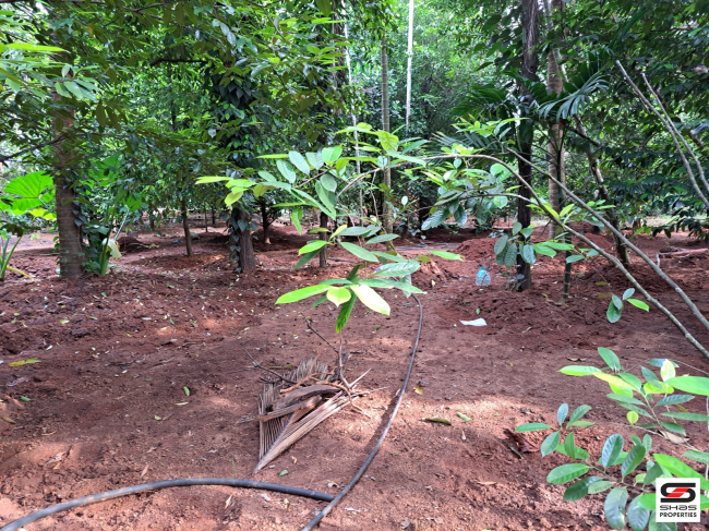 Land with house for sale in Poochatty, Thrissur