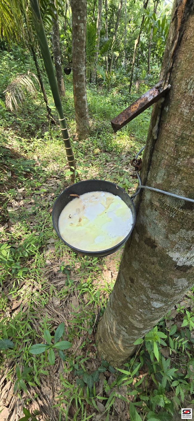 Rubber plot for sale in Engapuzha, Kozhikode