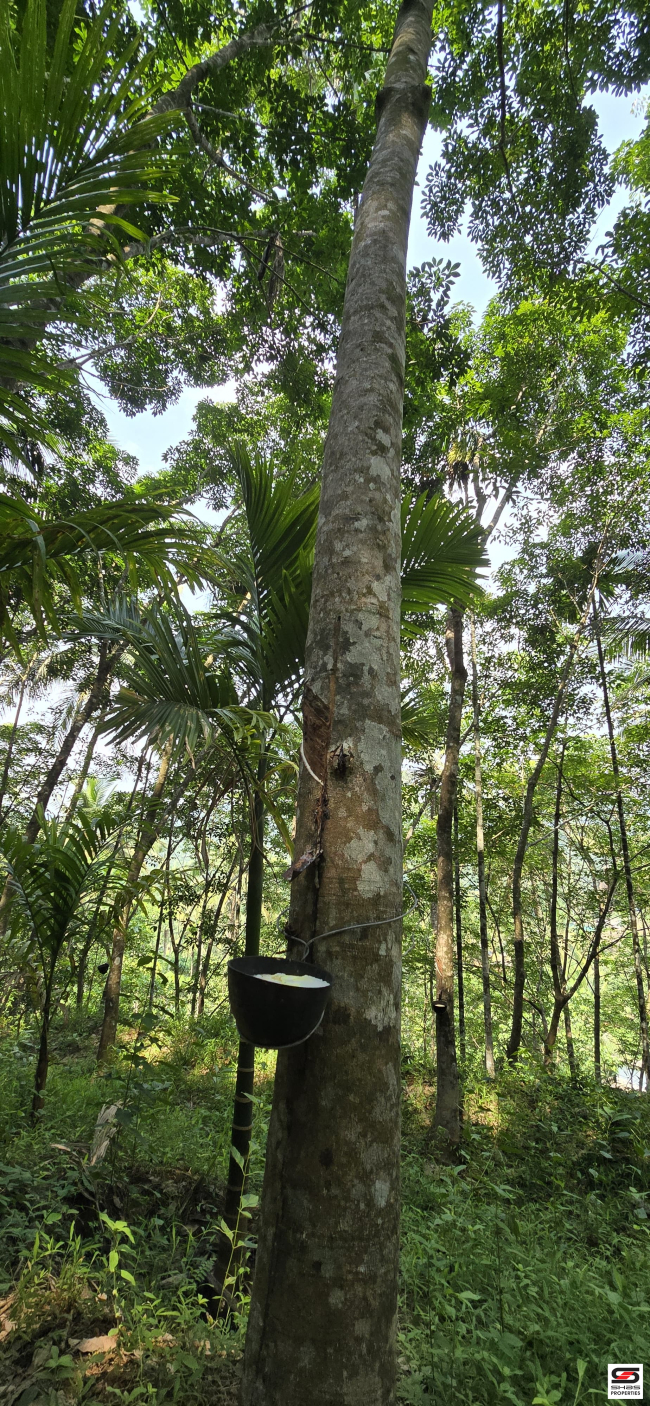 Rubber plot for sale in Engapuzha, Kozhikode