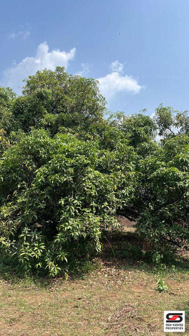 Mango farm for sale in Walayar, Palakkad