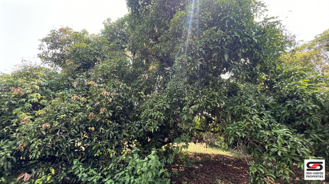 Mango farm for sale in Walayar, Palakkad