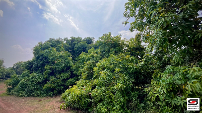Mango farm for sale in Walayar, Palakkad