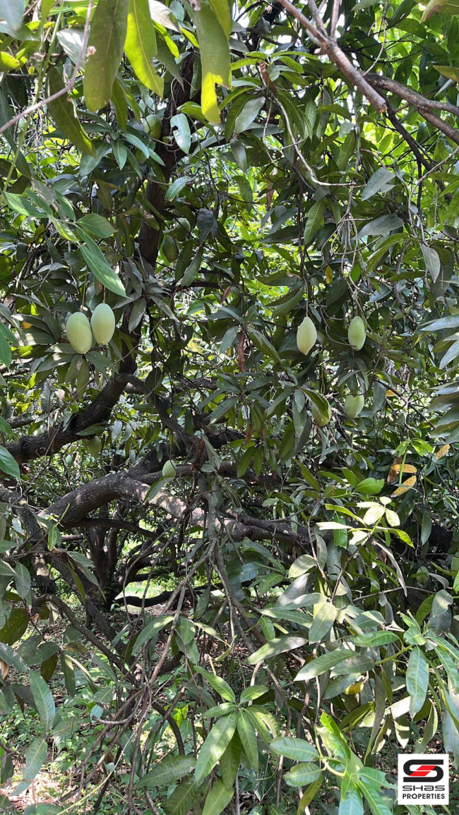 Mango farm for sale in Walayar, Palakkad